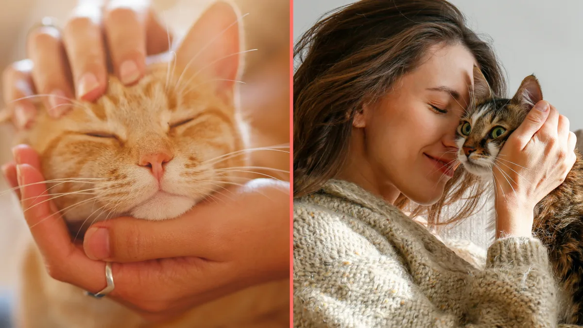 Having a cat in the house is emotional equivalent of having a partner around, study claims