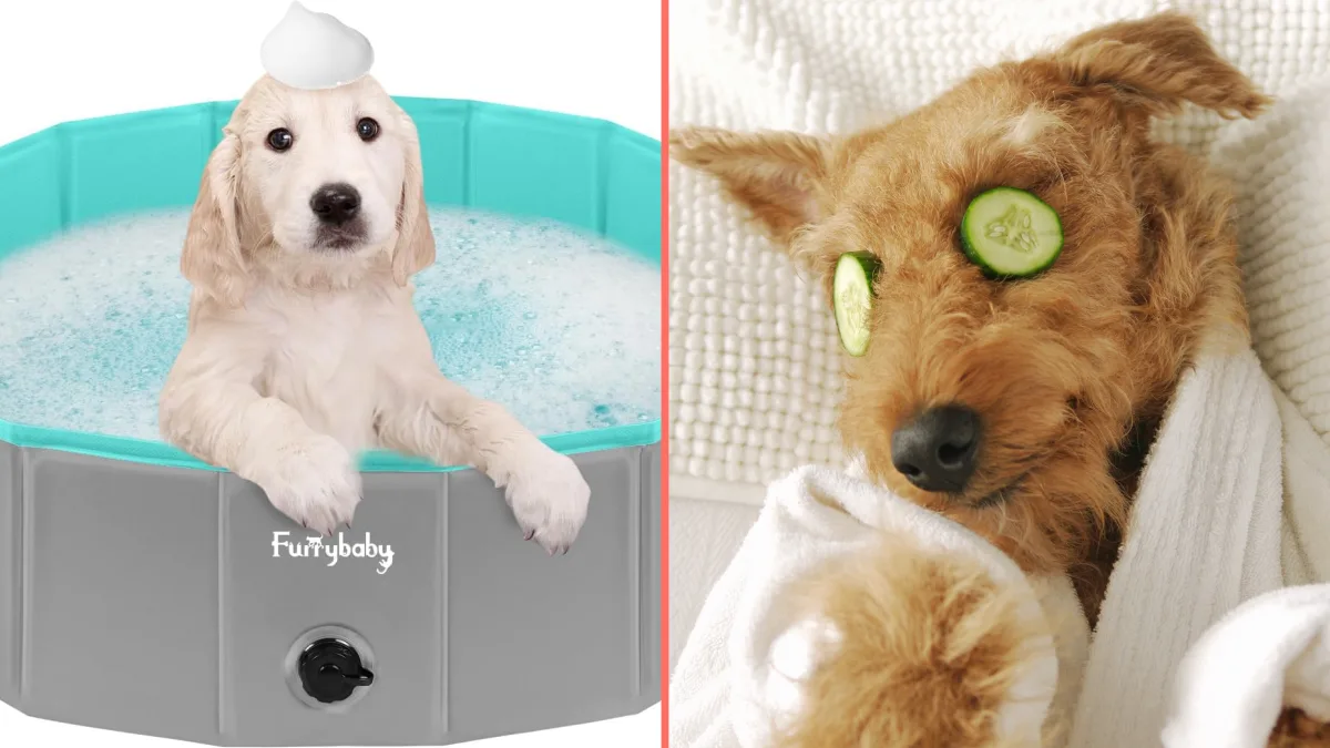 Give your dog the spa treatment with this outdoor pool designed for pets