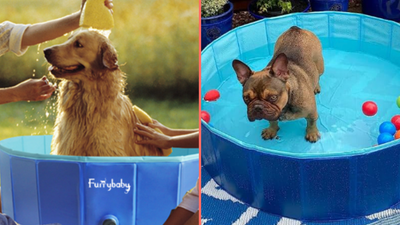Keep your dog cool in this outdoor pool designed for pets