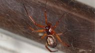 Warnings issued as Ireland’s ‘most dangerous spider’ invades homes this month
