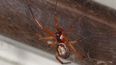 Warnings issued as Ireland’s ‘most dangerous spider’ invades homes this month