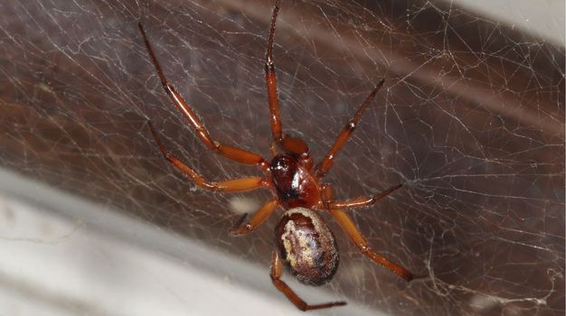 Warnings issued as Ireland's 'most dangerous spider' invades homes this month