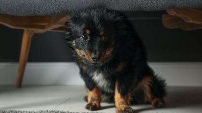 Dog owners praise ‘amazing’ device that keeps pets calm during fireworks